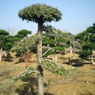 对节白蜡