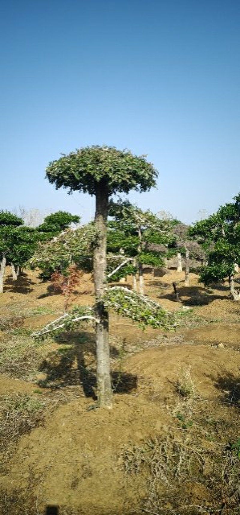 对节白蜡