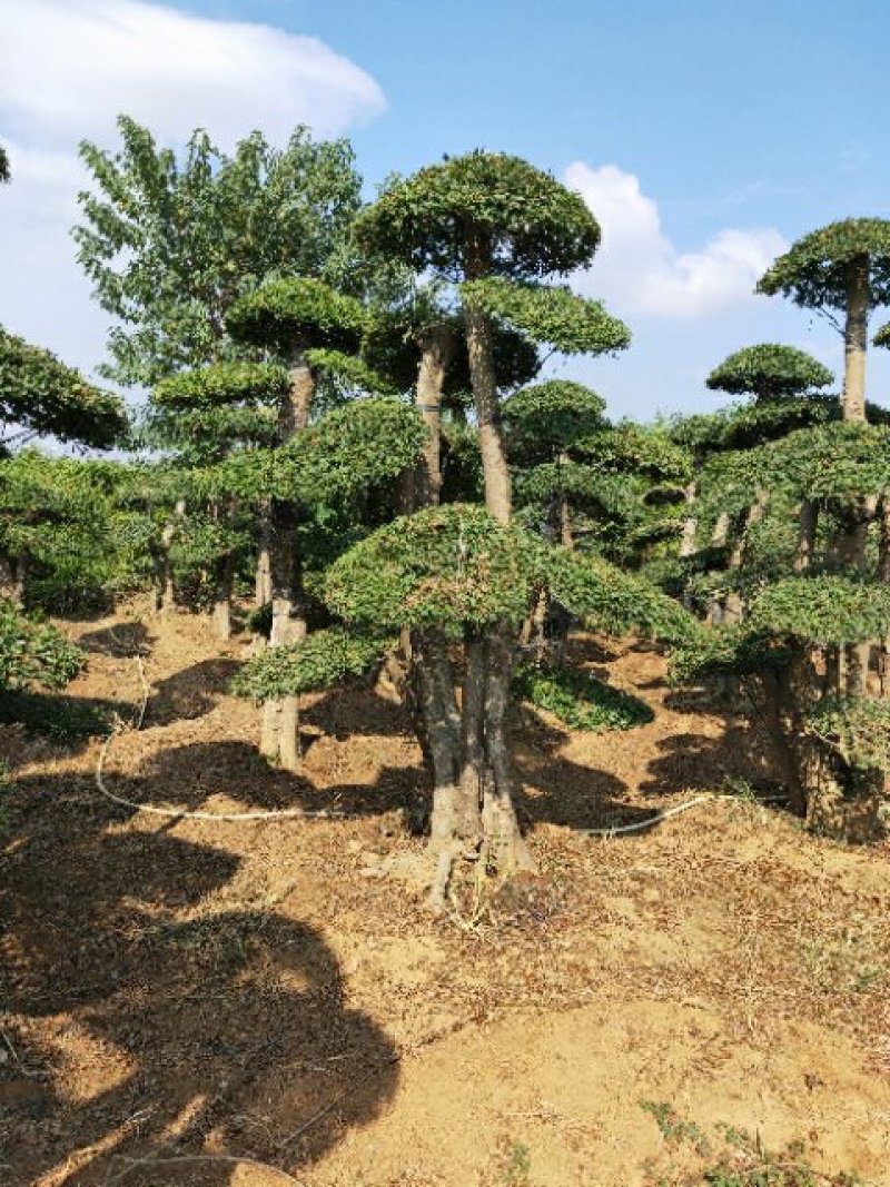 对节白蜡
