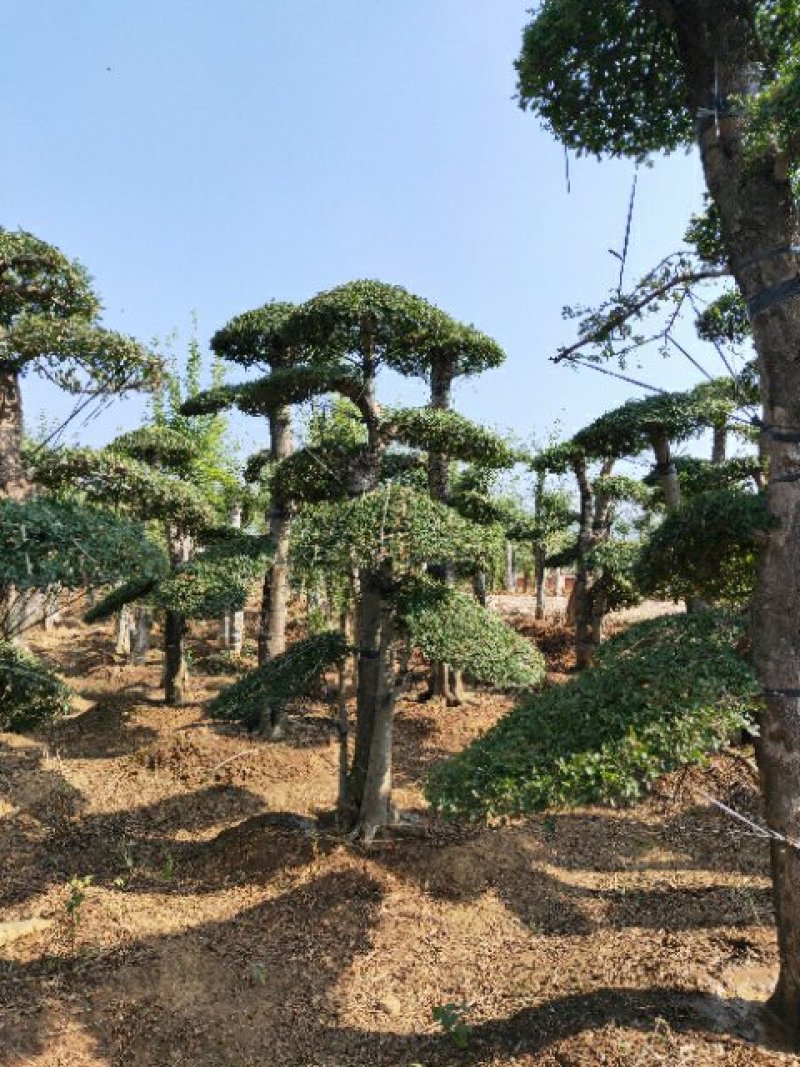 对节白蜡