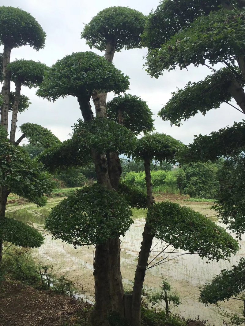 对节白蜡