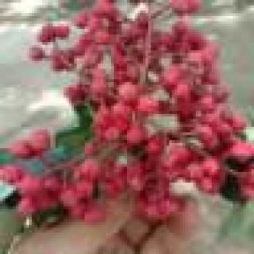 花椒