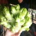 儿菜，榨菜头