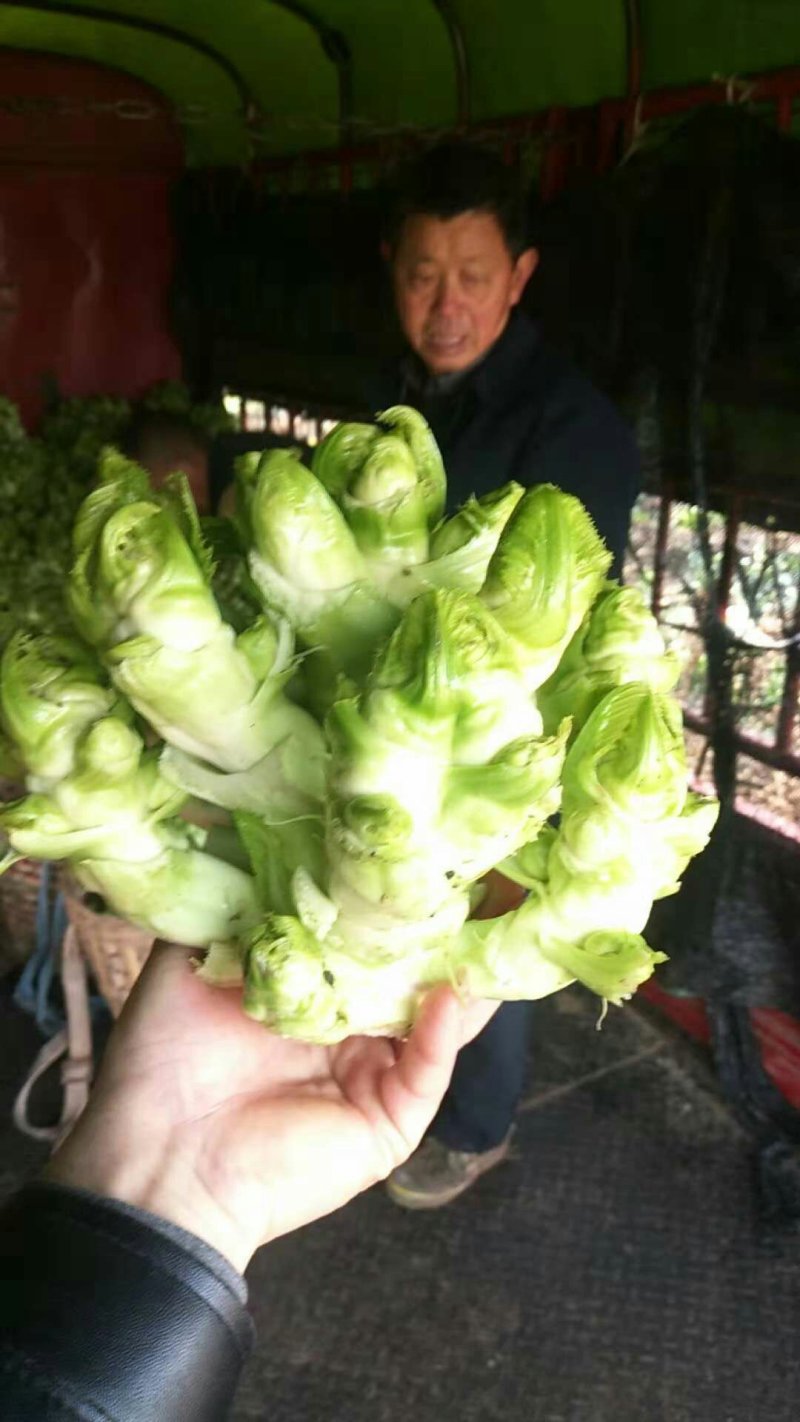 儿菜，榨菜头