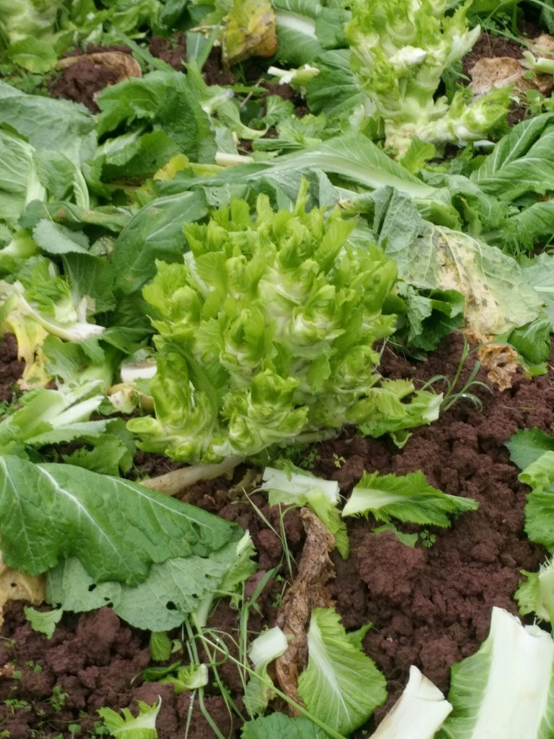 儿菜，榨菜头