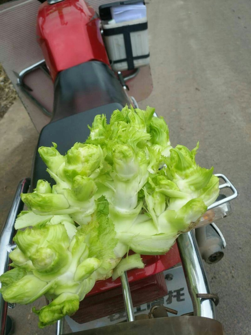 儿菜，榨菜头