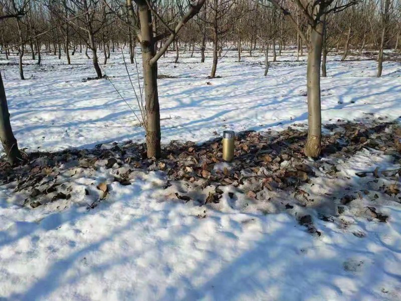 大量出售直径5-8公分梨树，有需求速联系电话