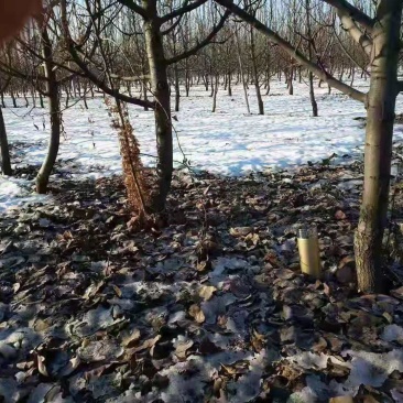 大量出售直径5-8公分梨树，有需求速联系电话