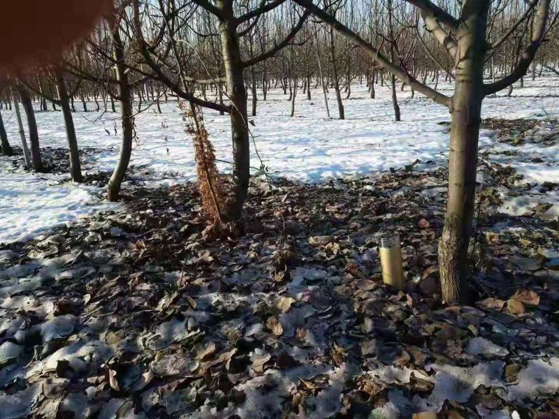 大量出售直径5-8公分梨树，有需求速联系电话