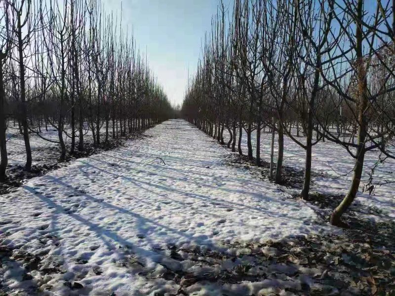 大量出售直径5-8公分梨树，有需求速联系电话