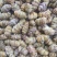 金福堂铁皮石斛枫斗新货品质量，肉质饱满，一手货源批发