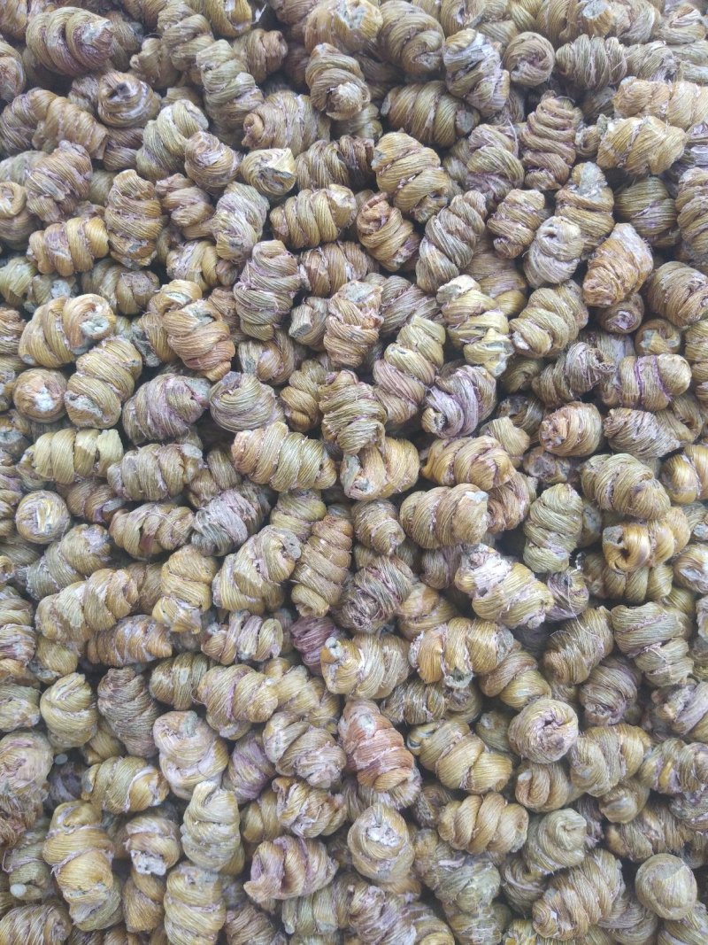 金福堂铁皮石斛枫斗新货品质量，肉质饱满，一手货源批发