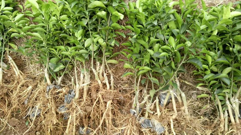 【沙糖桔苗】优质沙糖桔果苗自有苗圃基地量大优惠