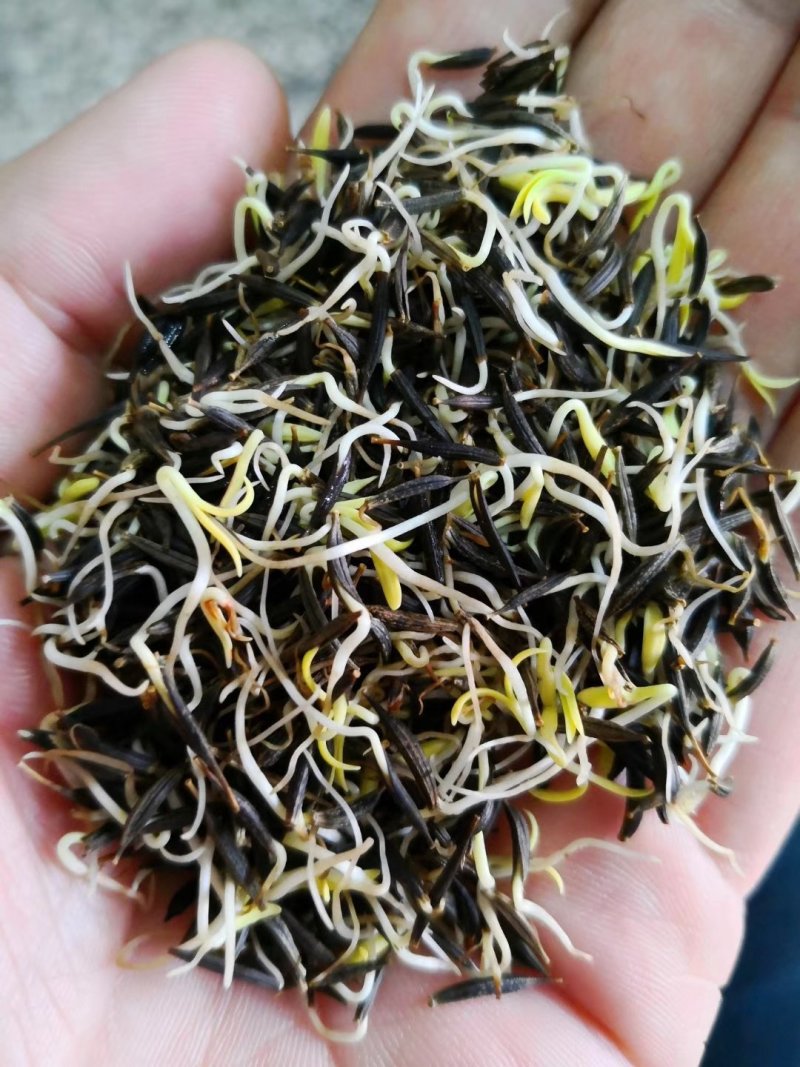 波斯菊种子格桑花热门花海新种子发芽率高可货到付款