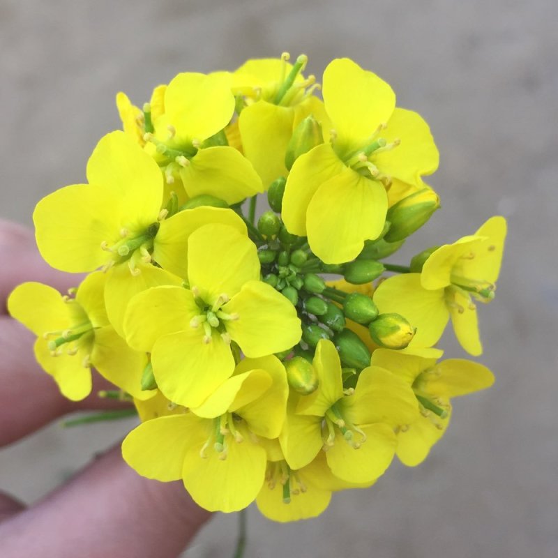 观赏油菜花种子花海种子可货到付款