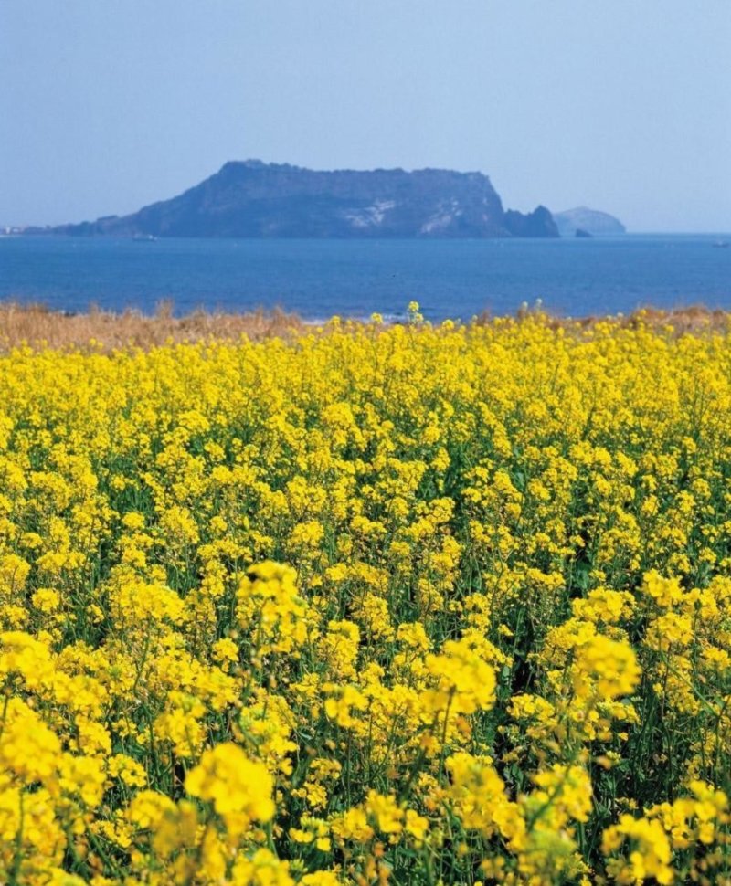 观赏油菜花种子花海种子可货到付款