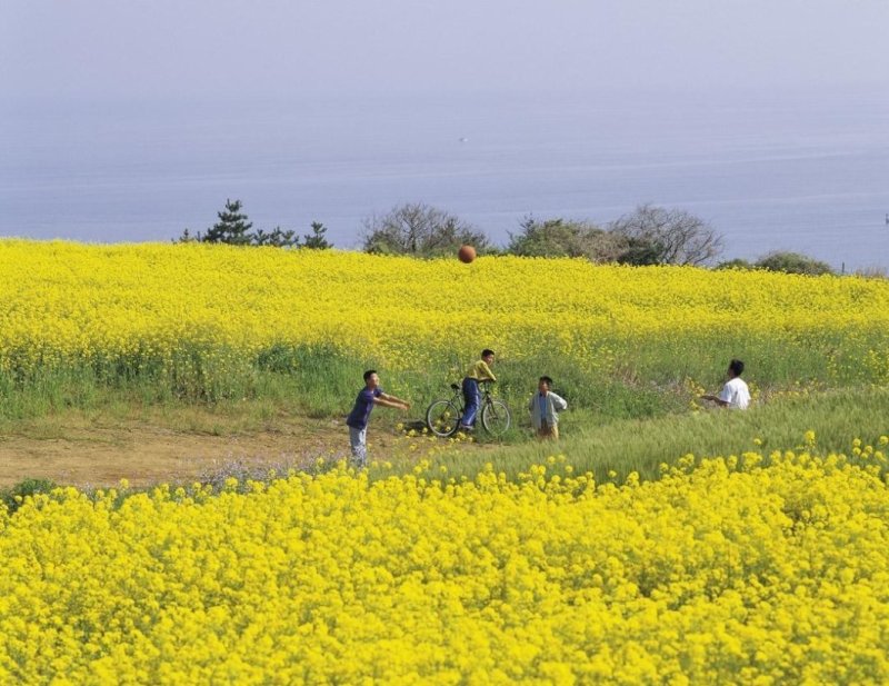 观赏油菜花种子花海种子可货到付款