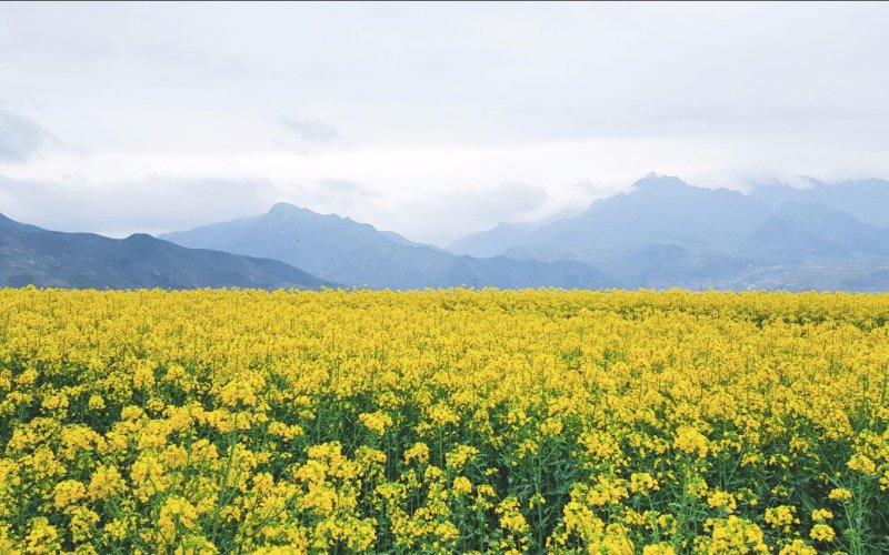 观赏油菜花种子花海种子可货到付款