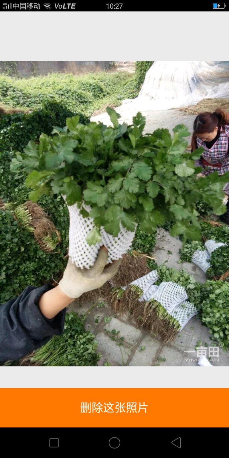 四川彭州产地直供香菜