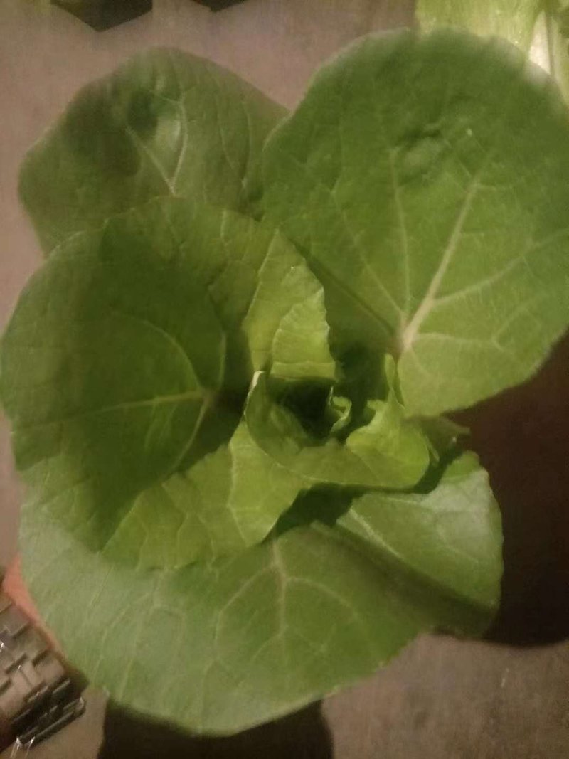 小白菜四川彭州市蔬菜直供