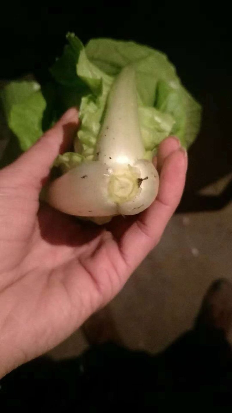 小白菜四川彭州市蔬菜直供
