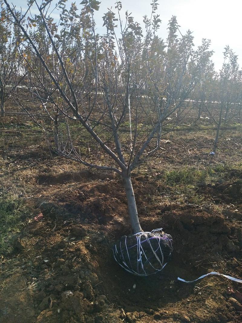 苹果树3一18公分都有品种保湿发货提供技术规格齐全