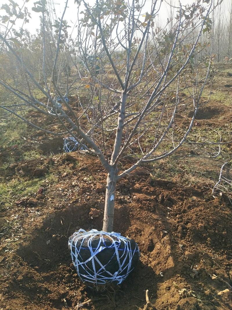 苹果树3一18公分都有品种保湿发货提供技术规格齐全