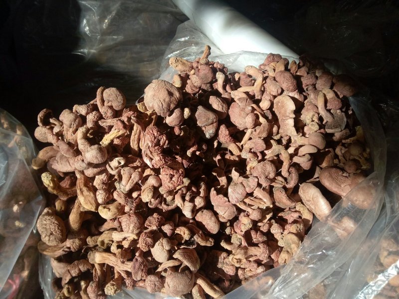 东北精品纯秋板红蘑串，产地直发品质保证可视频看货欢迎下单