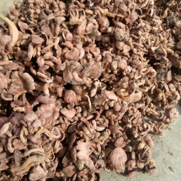 东北精品纯秋板红蘑串，产地直发品质保证可视频看货欢迎下单