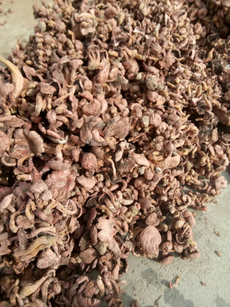 东北精品纯秋板红蘑串，产地直发品质保证可视频看货欢迎下单
