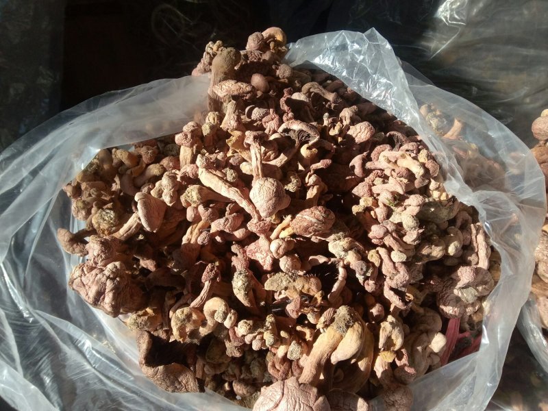 东北精品纯秋板红蘑串，产地直发品质保证可视频看货欢迎下单