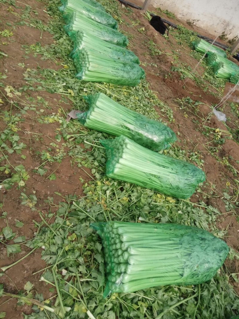 济南商河大量供应西芹，品质优。可按需求包装分拣。