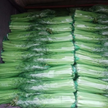 我处大量供应芹菜，品质优，可长期供货