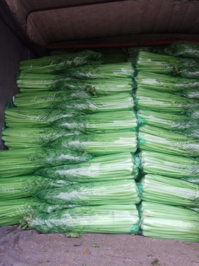 我处大量供应芹菜，品质优，可长期供货