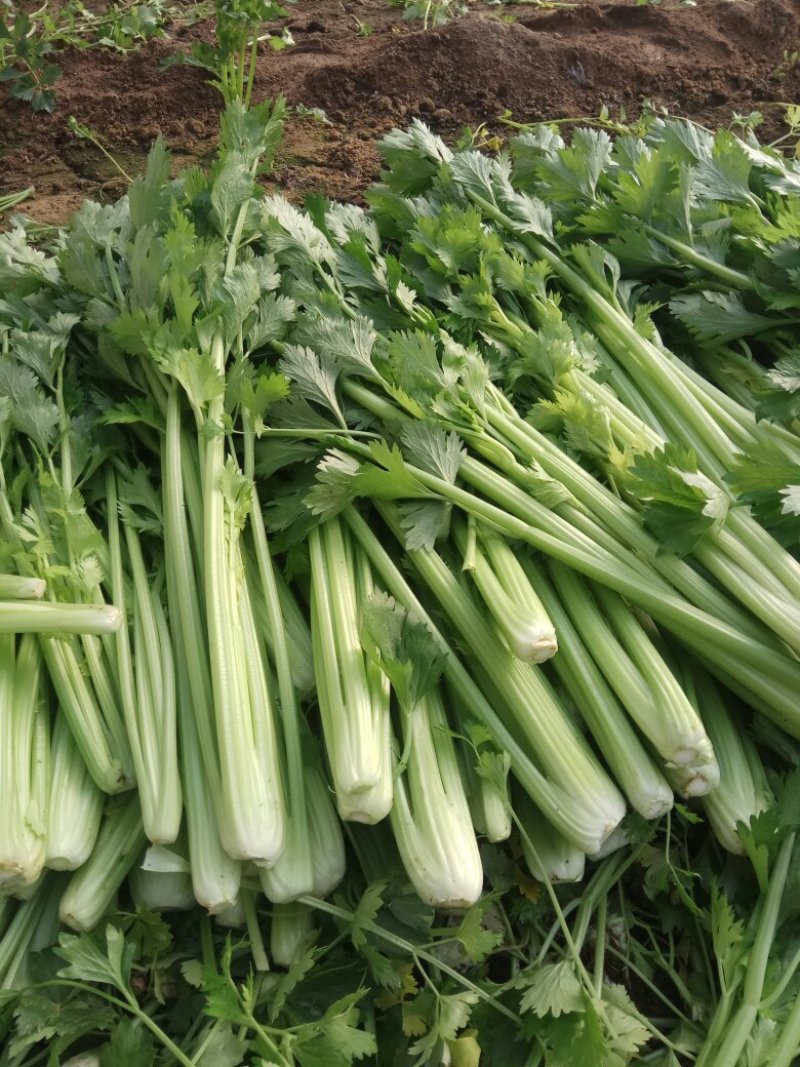 我处大量芹菜，现已上货，色泽光亮，品质优良，包装板正，可