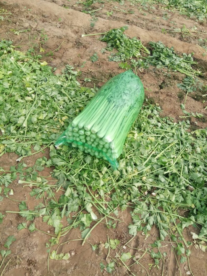 我处大量芹菜，现已上货，色泽光亮，品质优良，包装板正，可