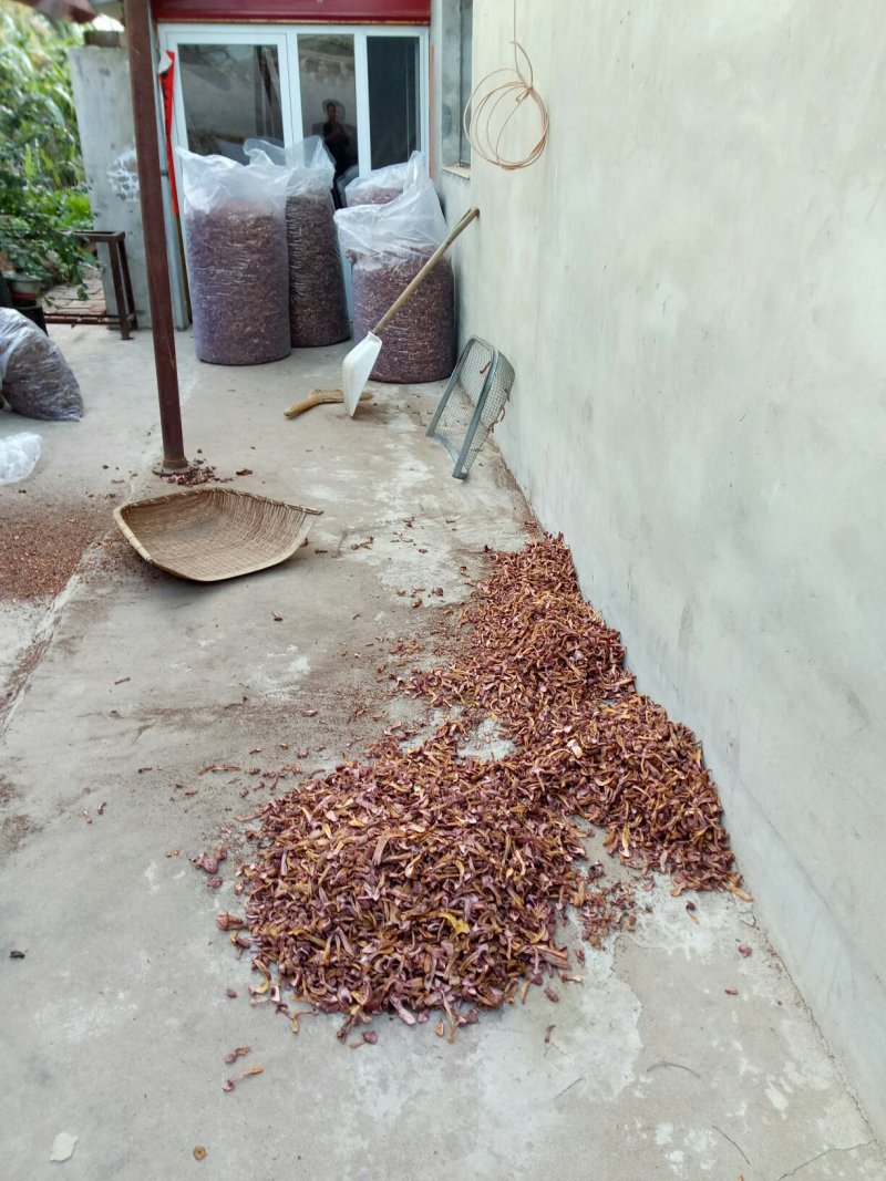东北精选红蘑条，产地直发品质保证可视频看货欢迎下单
