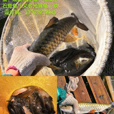 本鱼场大量成品军鱼，和军鱼苗欢迎新老客户订购！