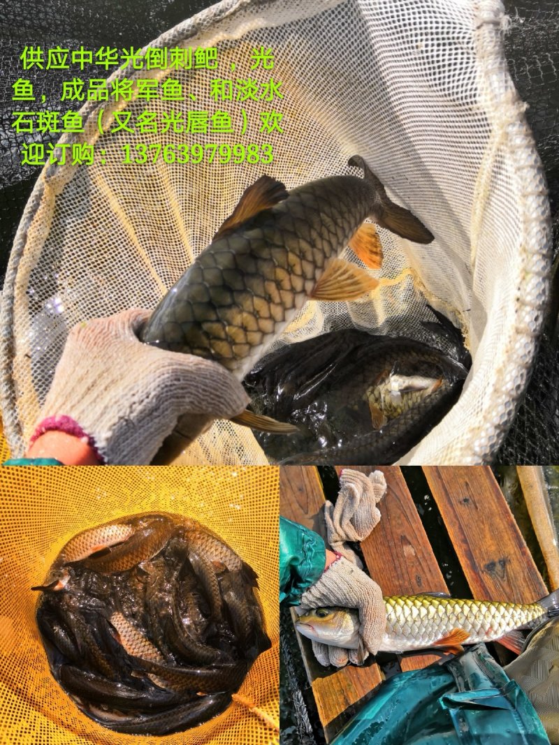 本鱼场大量成品军鱼，和军鱼苗欢迎新老客户订购！