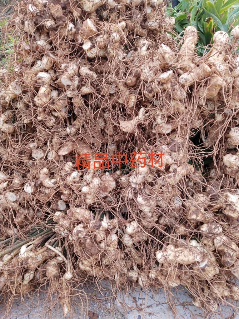 黄精种苗