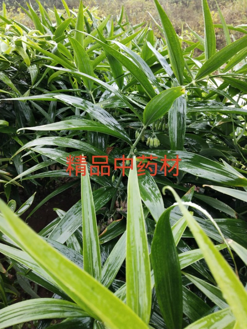 黄精种苗