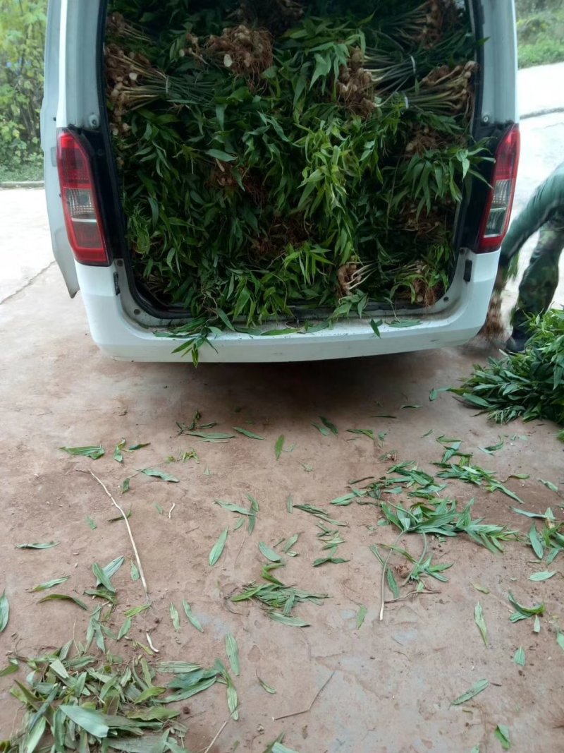 黄精种苗