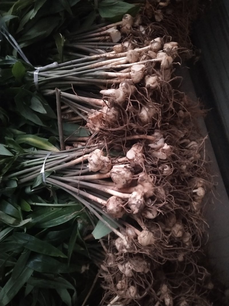 黄精种苗