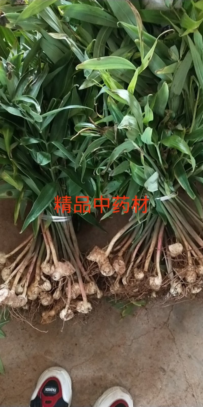黄精种苗