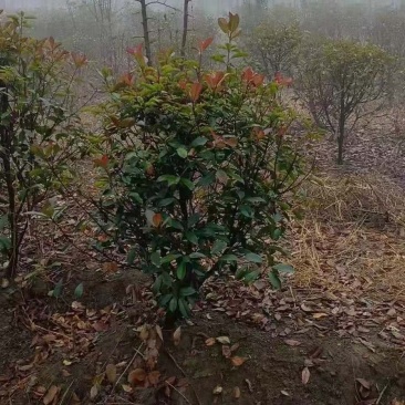 红叶石楠球