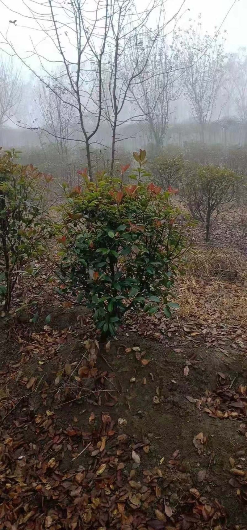 红叶石楠球