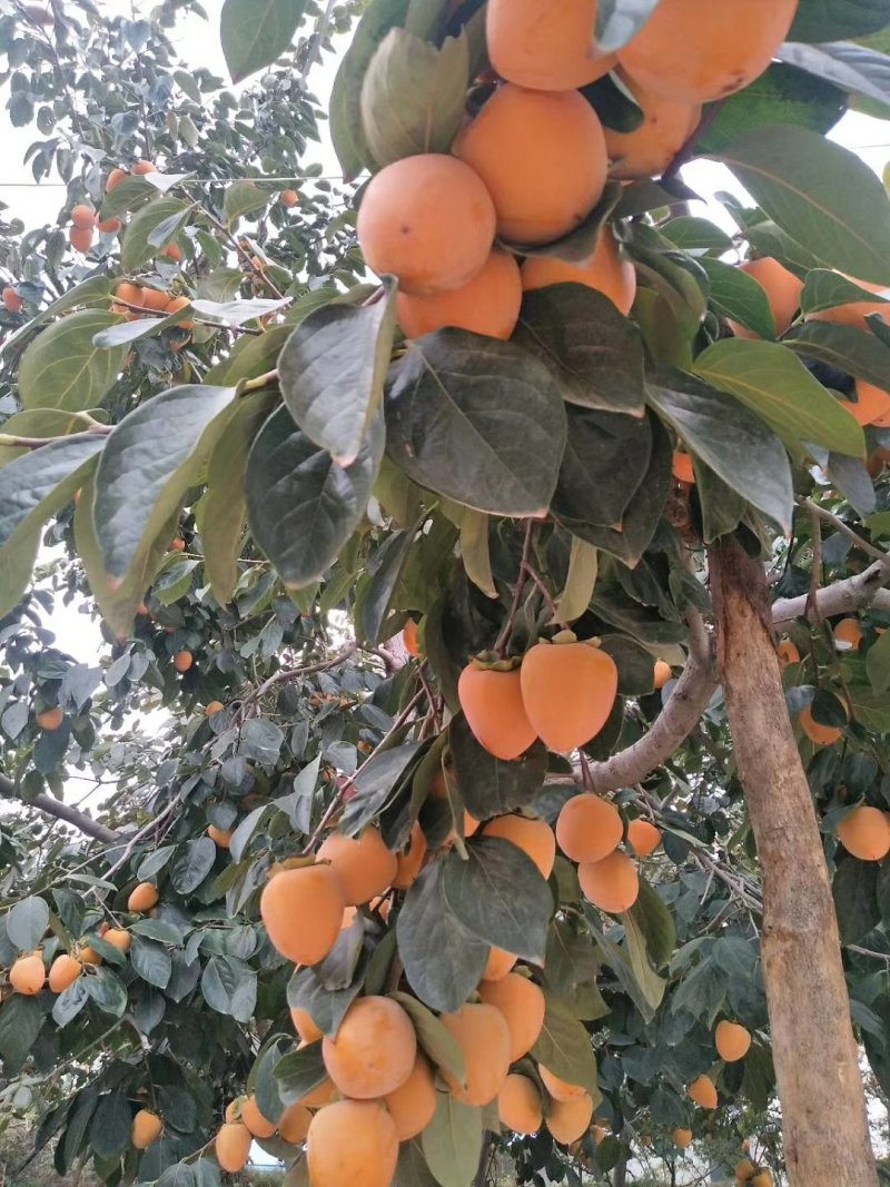 富平柿饼