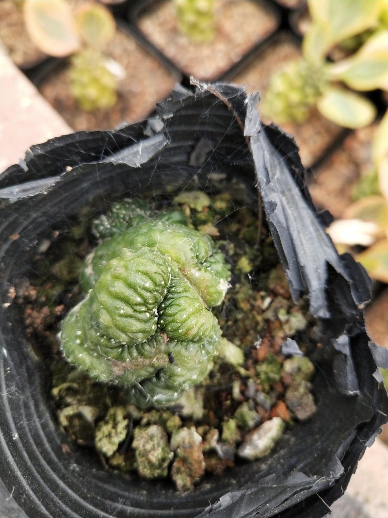 仙人球
