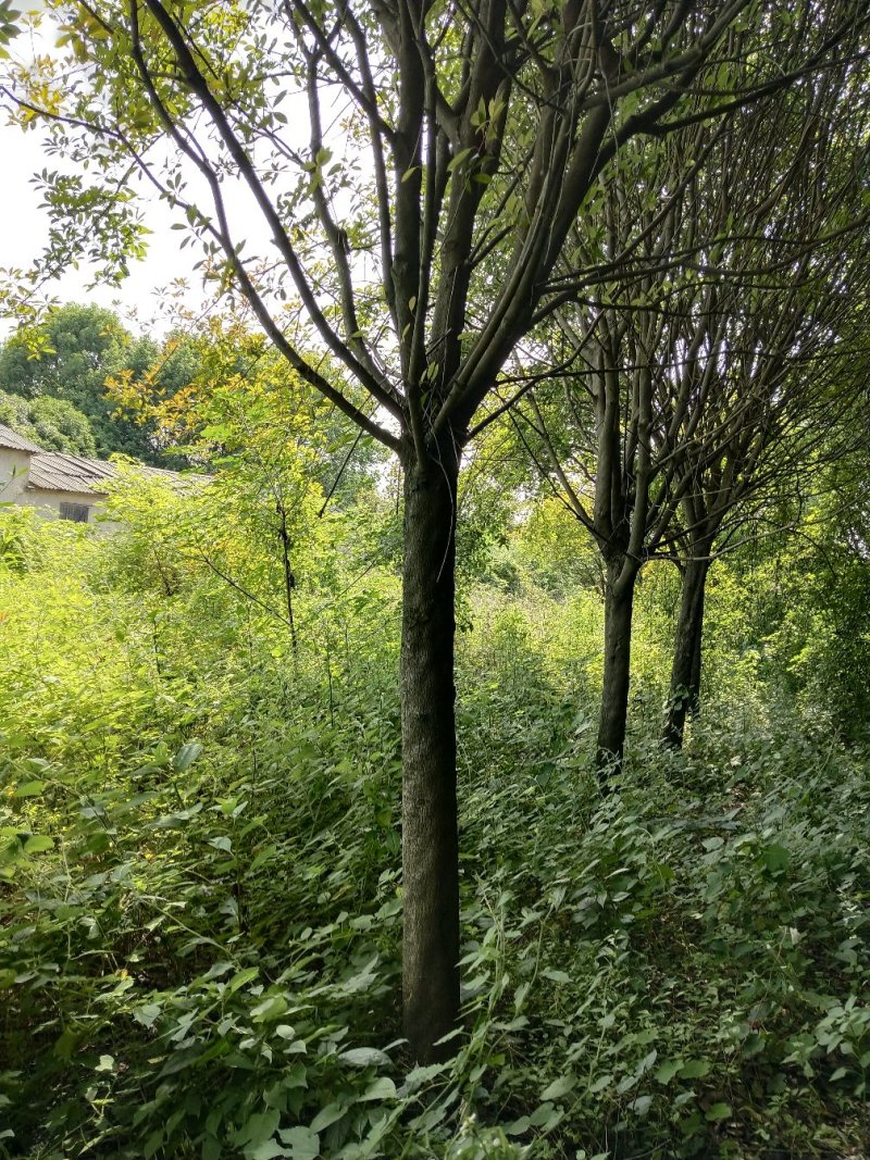 精品红叶石楠树，红叶石楠球，红叶石楠小杯苗，大量出售