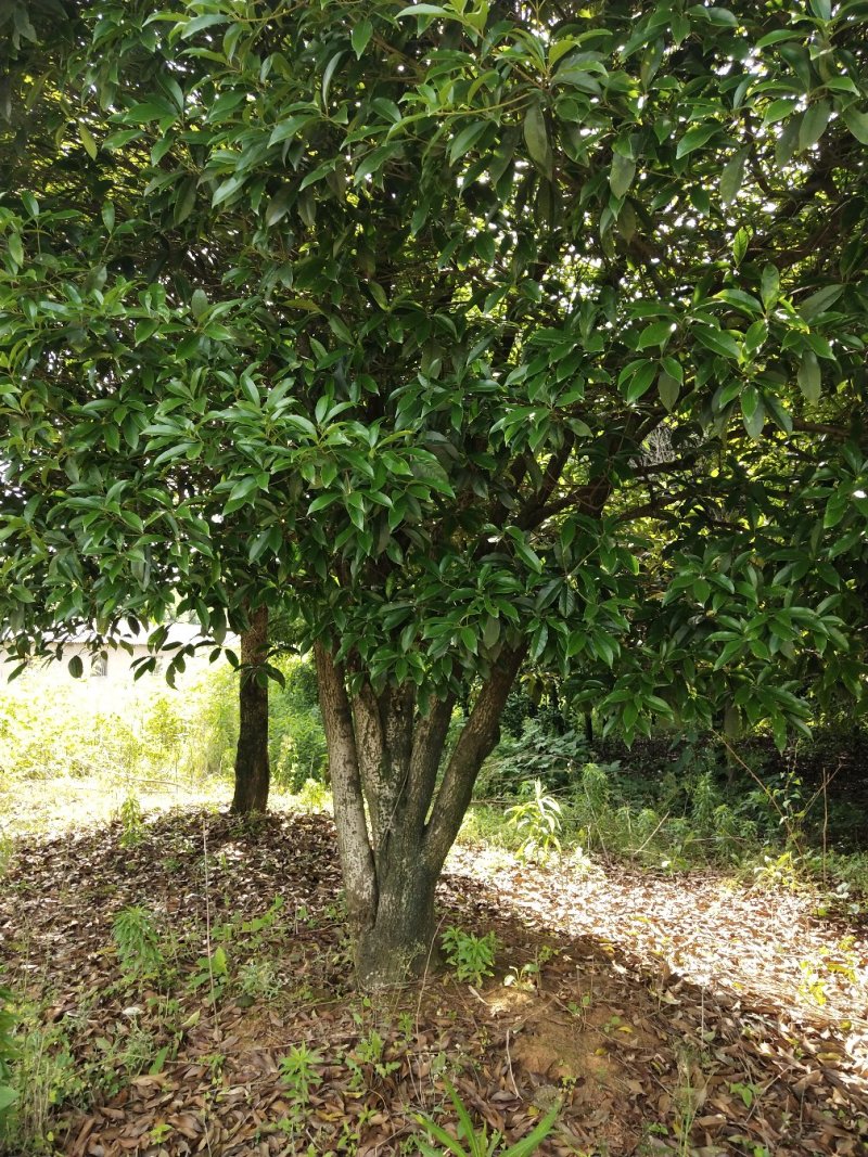 精品红叶石楠树，红叶石楠球，红叶石楠小杯苗，大量出售